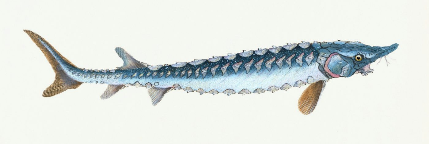 鱘龍魚圖鑑插畫