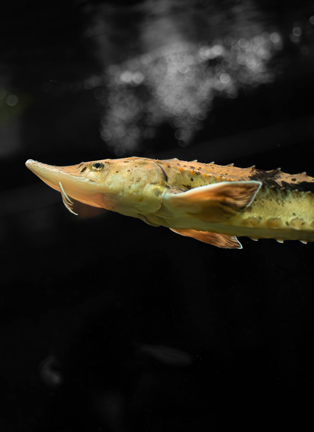 在水中游動的鱘龍魚（示意圖）